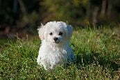 Maltese dog price in India - Price, Lifespan, Health and More