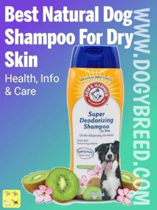 what dog shampoo is best