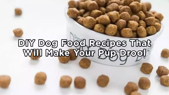 You are currently viewing DIY Dog Food Recipes That Will Make Your Pup Drool