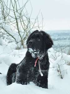 Read more about the article 10 Must Know Facts About Newfoundland Dogs for Every Dog Lover