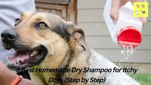 You are currently viewing 5 Best Homemade Dry Shampoo for Itchy Dogs (Step by Step)