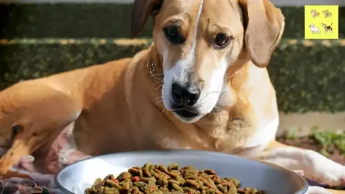 You are currently viewing Homemade Anti-Inflammatory Dog Food: Recipes and Benefits