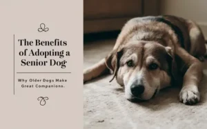 Read more about the article The Benefits of Adopting a Senior Dog: Why Older Dogs Make Great Companions